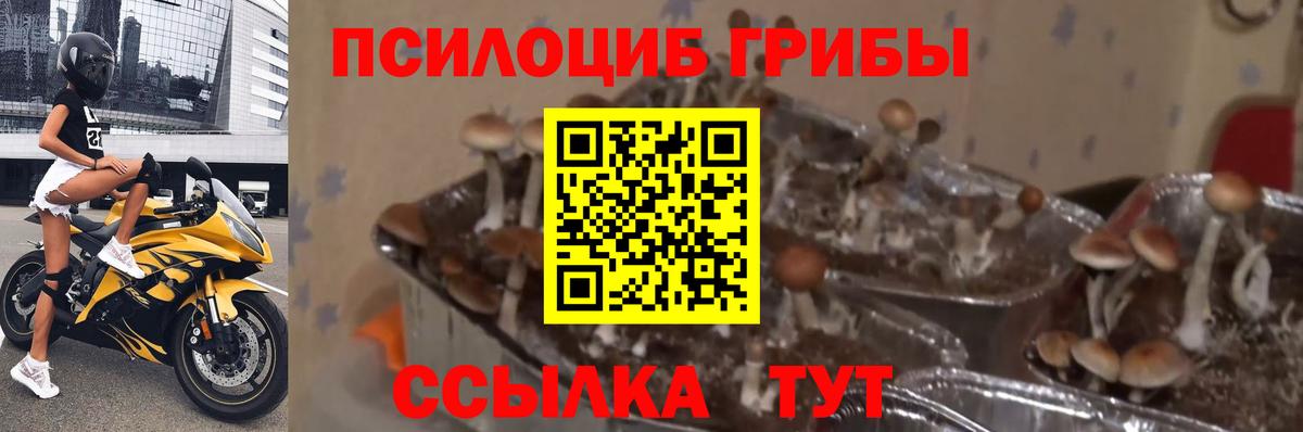 Советский  Псилоцибиновые грибы GOLDEN TEACHER  Вход с VPN 